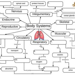 Cell graphic organizer answer key pdf