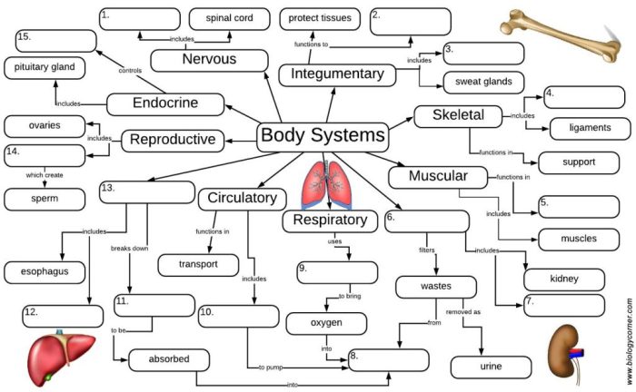 Cell graphic organizer answer key pdf