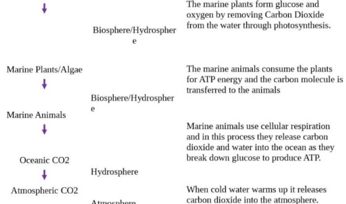 Gizmo answer key carbon cycle