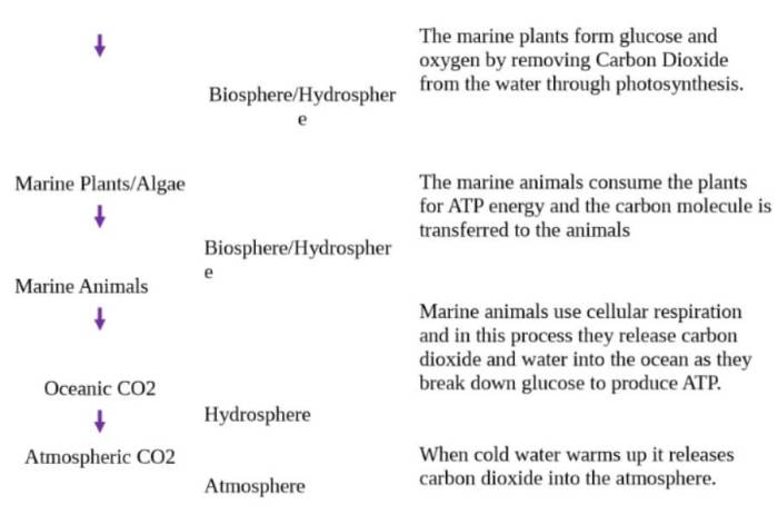 Gizmo answer key carbon cycle