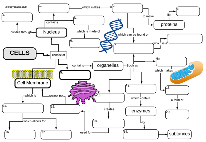 Cell graphic organizer answer key pdf