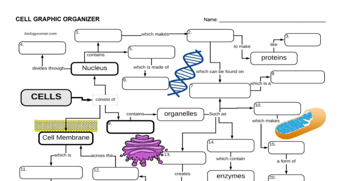 Cell graphic organizer answer key pdf