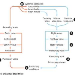 Applied anatomy and physiology for manual therapists