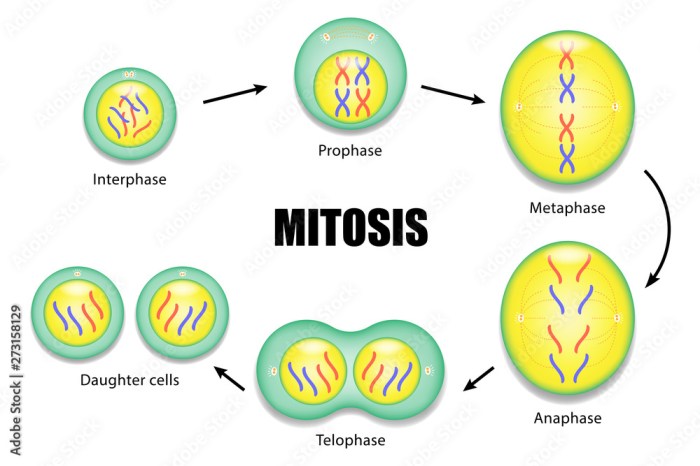 Which of the following is not characteristic of neurons