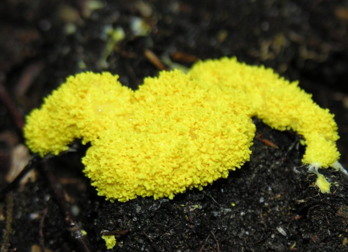 Please categorize the statements about slime molds and water molds.