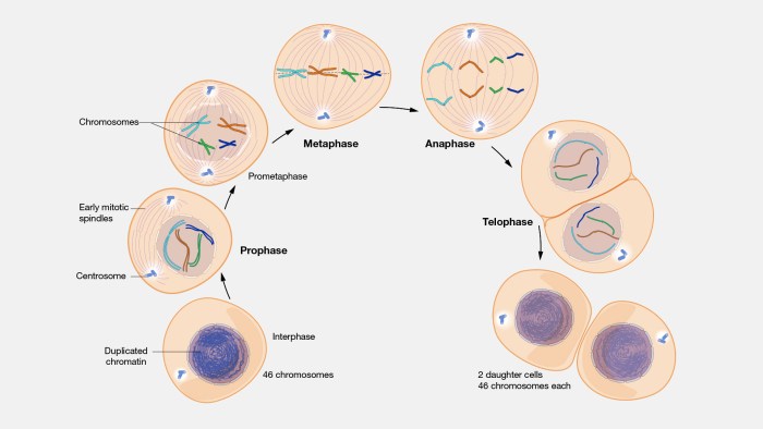 Which of the following is not characteristic of neurons