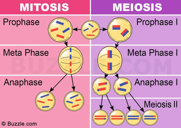 Mitosis