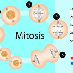 Mitosis metaphase cell during chromosomes division chromosome meiosis animal genetic process genome gov clearly 1850 timeline 1882 nursing describes isogg