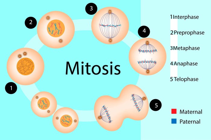 Mitosis metaphase cell during chromosomes division chromosome meiosis animal genetic process genome gov clearly 1850 timeline 1882 nursing describes isogg