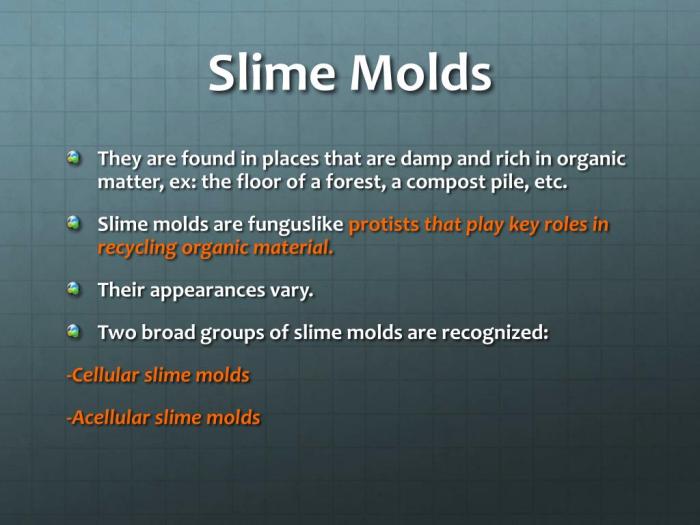 Please categorize the statements about slime molds and water molds.