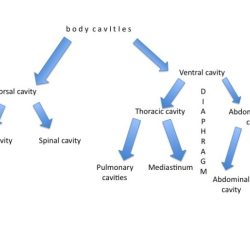 Cavities membranes directions